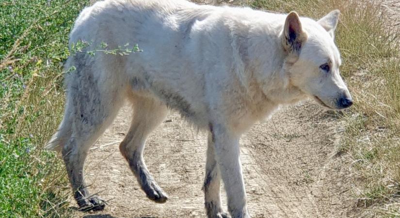 Sopronban, száz kilométerrel arrébb találta meg eltűnt kutyáját egy osztrák polgármester