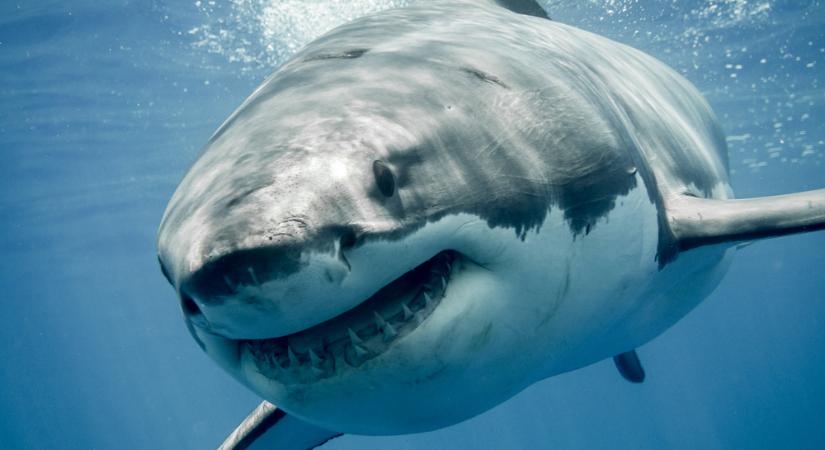 Újabb halálos cápatámadás történt Egyiptom