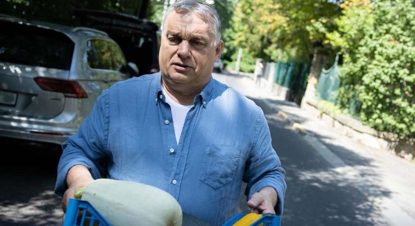 Hatalmas tök termett Orbán Viktor veteményesében