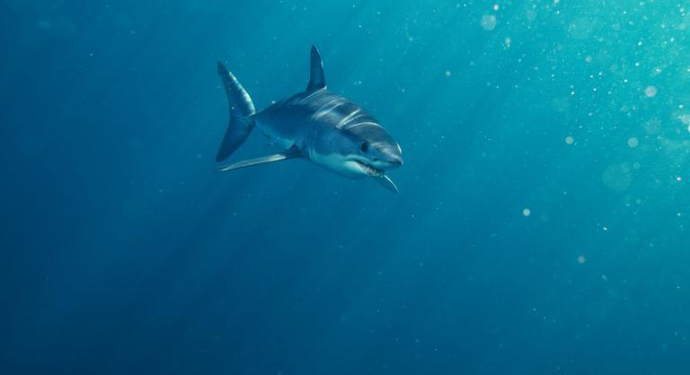 Újabb cápatámadás a Vörös-tengernél, Hurghadánál lezárták a strandot