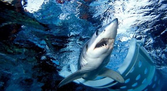 Újabb cápatámadás Egyiptom népszerű üdülőhelyén