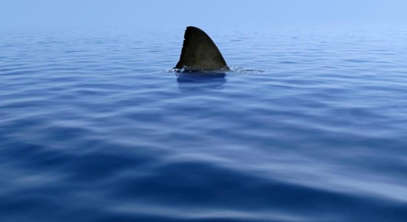 Egy nap alatt két halálos cápatámadás Egyiptomban, a magyarok egyik kedvenc üdülőhelyén történtek a tragédiák