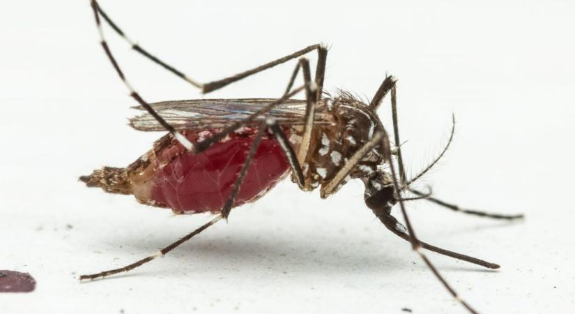 Vonzóbbak a fertőzött áldozatok a vérszívó szúnyog számára