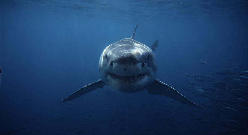 Ezektől az állatoktól még a fehér cápák is rettegnek