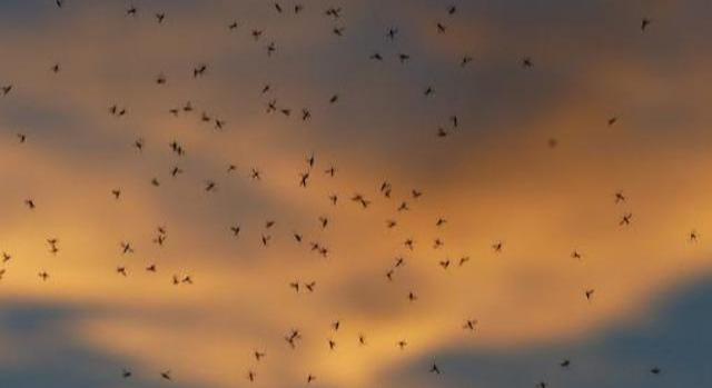 Háromszáz településen irtják a szúnyogokat országszerte