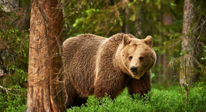 Medvét láttak a Dunakanyarban, Kismarosnál