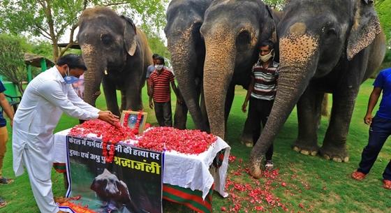 Petárdával töltött gyümölcs ölt meg egy elefántot Indiában