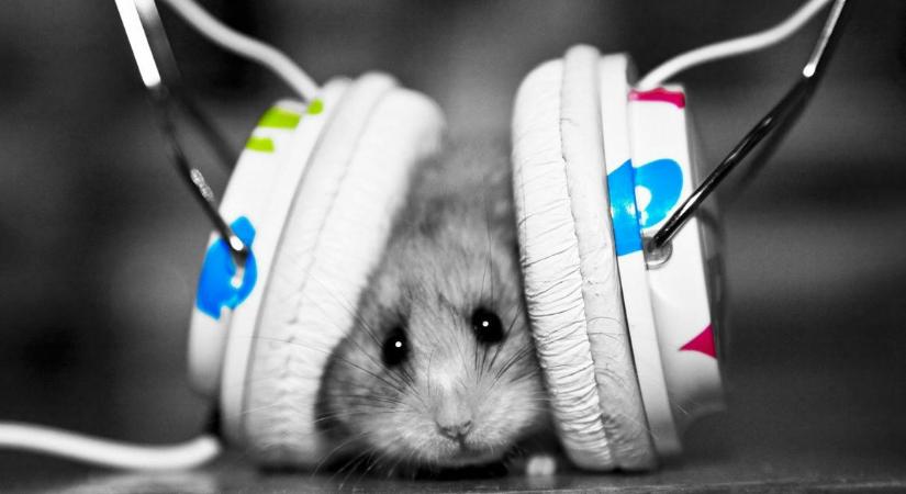 A fülbemászó dallamok fájdalomcsillapító hatása nem illúzió, egereknél már sikerült tisztázni az egész neurobiológiai folyamatot