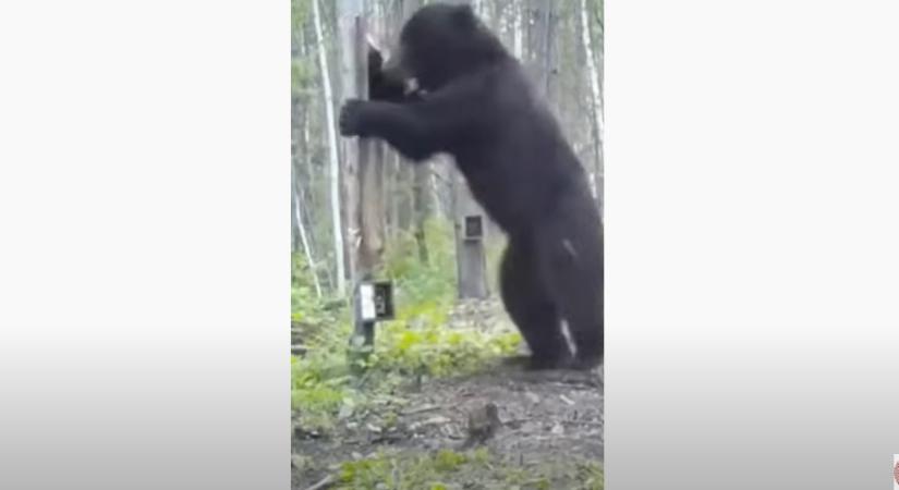 Így támadta meg saját tükörképét egy medve (videó)