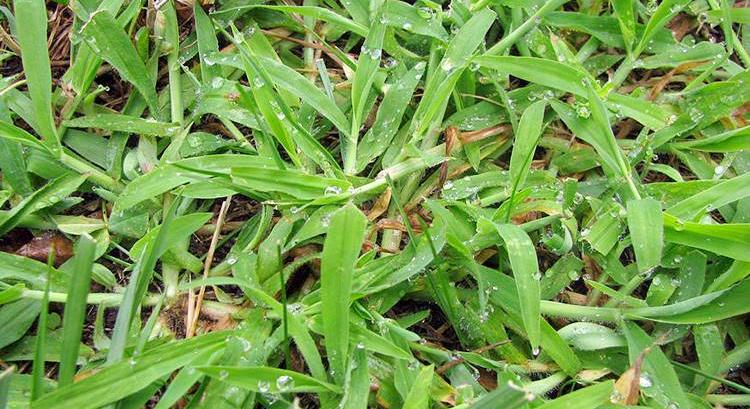 Harc a gyomnövények ellen - Talpas muhar