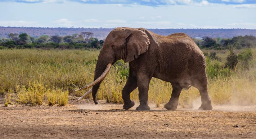 Öt embert ölt meg egy elefánt Mozambikban