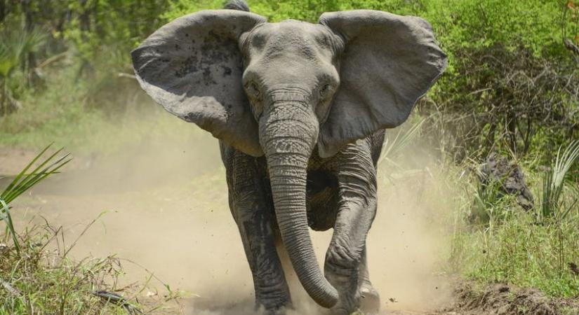 Öt embert, köztük két gyereket ölt meg egy elefánt