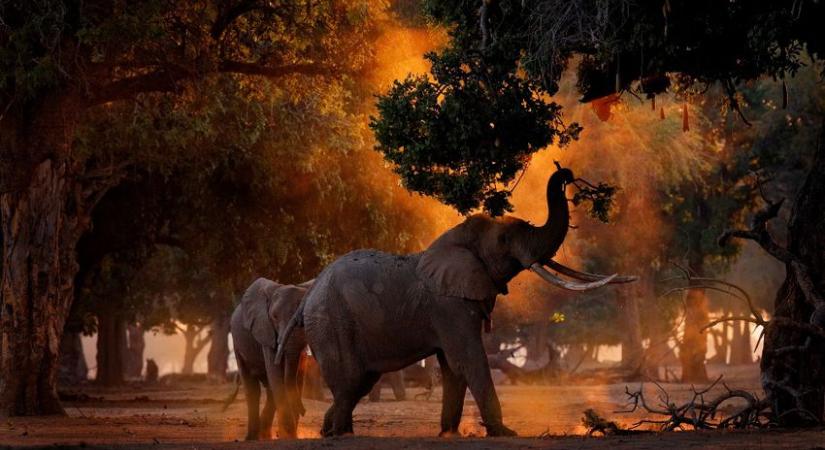 Drámai küzdelemmel mentettek meg egy bajba jutott elefántot és kicsinyét (videó)