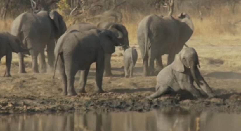 Zimbabwében egyre több elefánt él, de emiatt nagy problémát jelentenek a földművesek számára