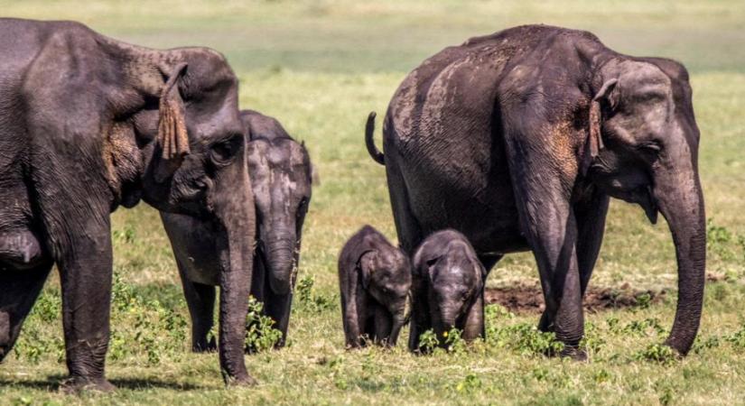 Öt embert, köztük négy gyereket ölt meg egy megvadult elefánt