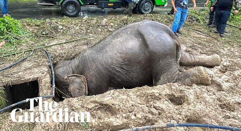 Gödörbe esett elefántot és kicsinyét mentették ki Thaiföldön