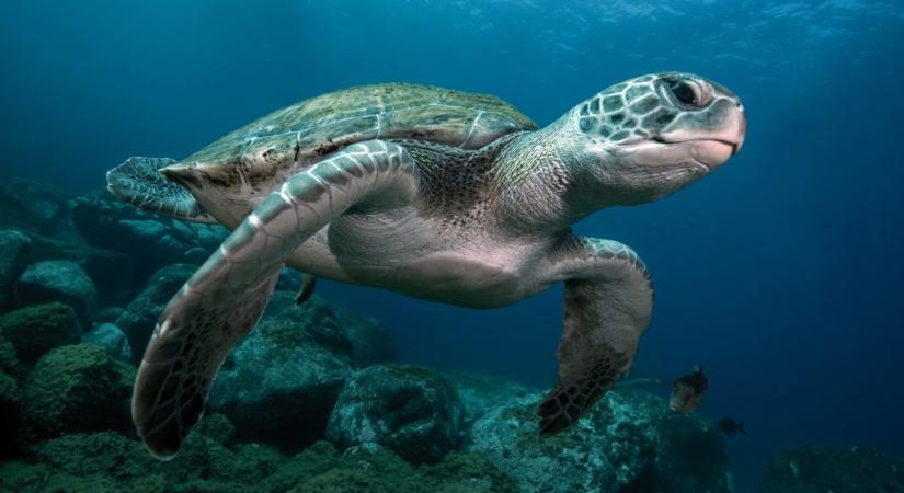 Lemészárolt teknősökre bukkantak egy japán szigeten