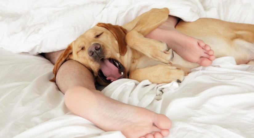 4 ok, miért érdemes a kutyánkkal vagy a macskánkkal aludni