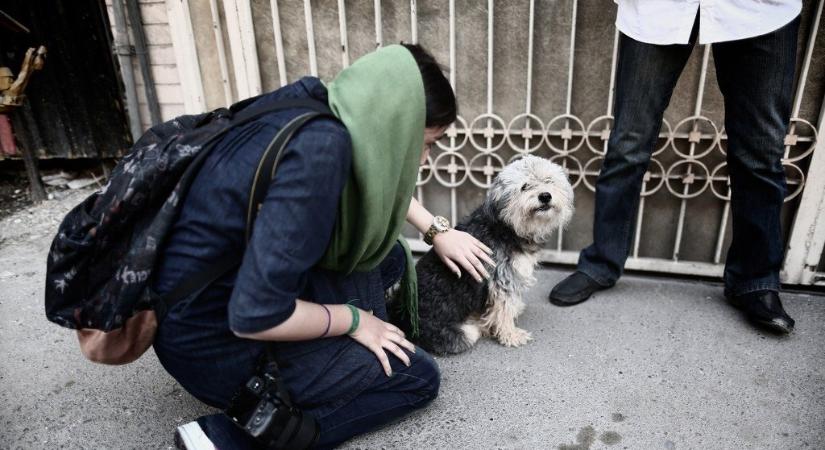 Abszurd szabályok - Jelentősen megszigorították a kutyák és macskák tartását Teheránban