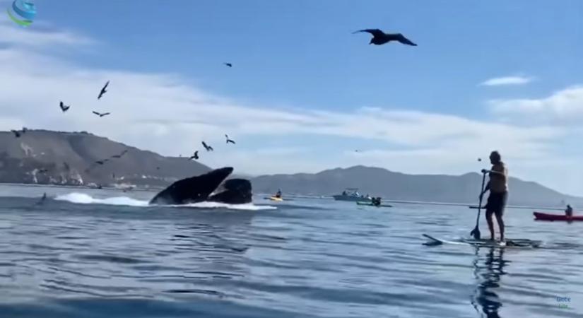Hihetetlen videó: egy bálna bekapott két kajakozó nőt, aztán kiköpte őket