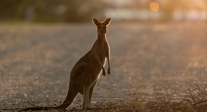 Elkapták a Verőcén a térségben kóborló kengurut: mutatjuk, mi lett a befogott állattal