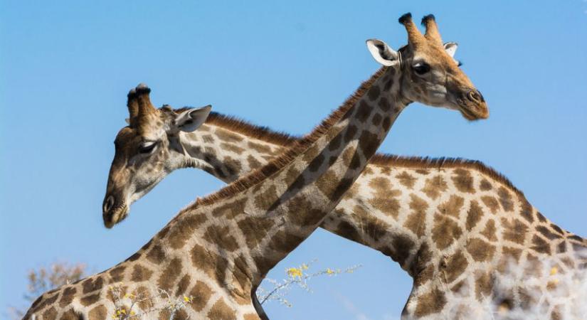 Ritka zsiráfikrek születtek a Nairobi Nemzeti Parkban