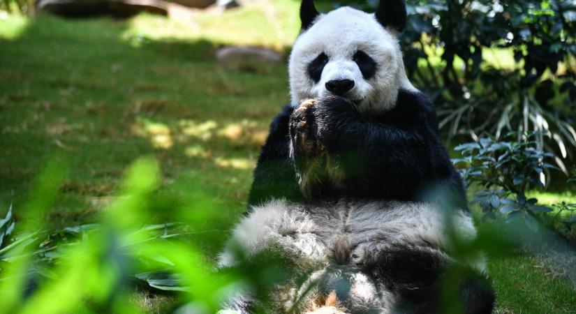 Meghalt a világ legidősebb fogságban tartott hím óriáspandája Hongkongban
