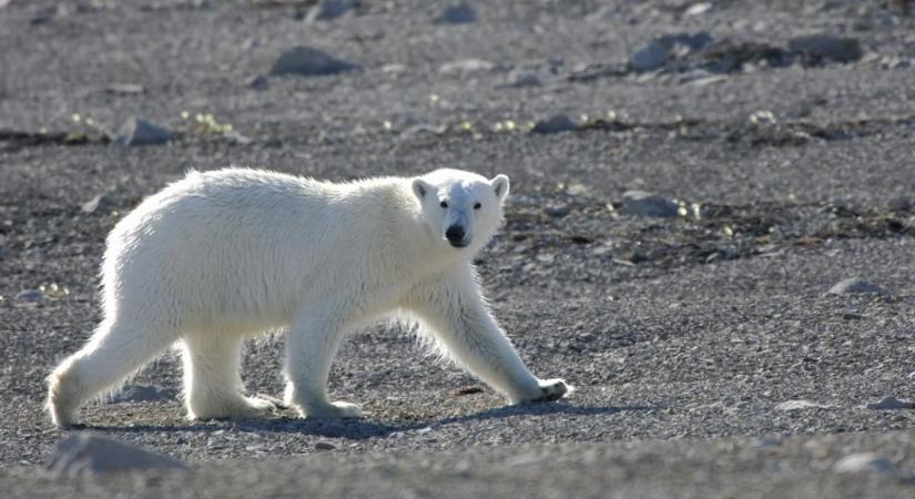Szemétre fanyalodnak az éhező jegesmedvék, és ez nagyon veszélyes