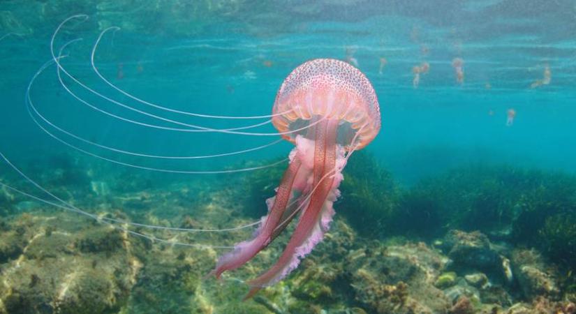 Mennyire veszélyesek a horvát partoknál felbukkanó medúzák? 5 tévhit a csípéssel kapcsolatban