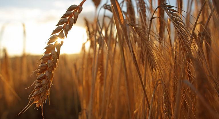 Megjöttek a friss számok: döbbenetes eredményekkel zárulhat az aratás Zala megyében