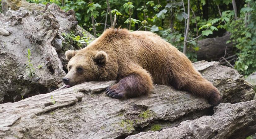 Titkos szupererő rejlik a medvék vérében, ami az embereknek is segíthet