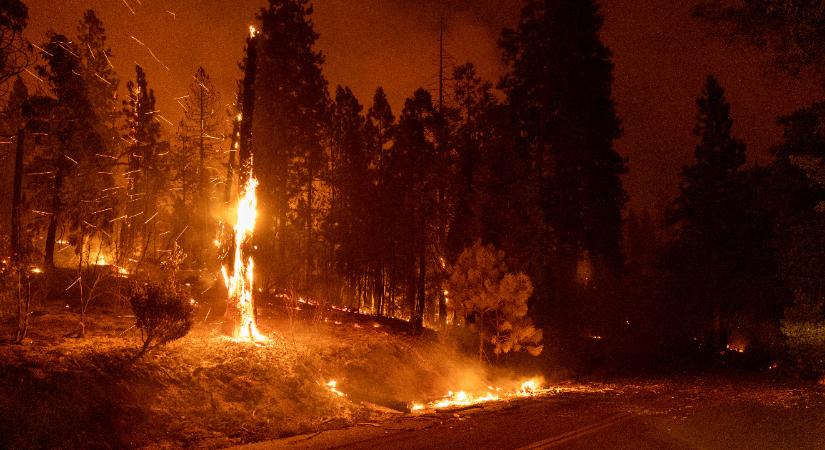 Ezrek oltják az óriás mamutfenyőket fenyegető tüzet Kaliforniában