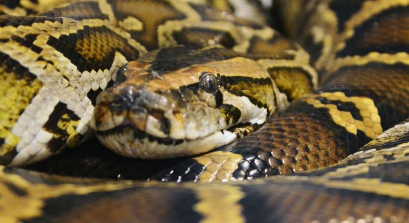 Bújócskázás közben marta meg a kígyó az 5 éves kislányt, belehalt