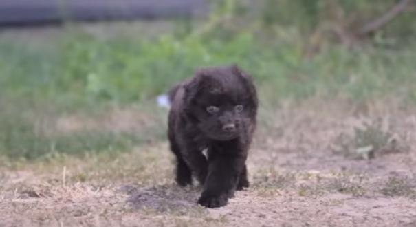 Napi cukiság: nevet kapott a fekete kiskutya, akit az út mellett találtak a Magyar Közút munkatársai - videó