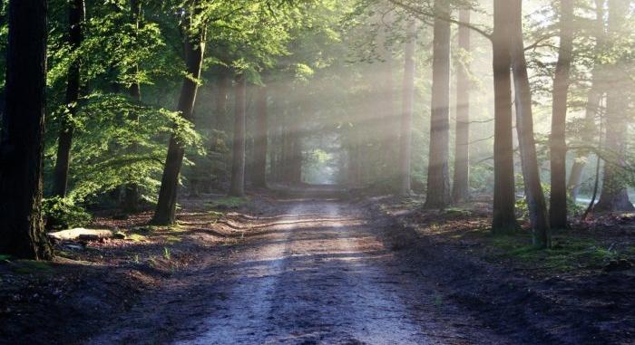 Az Érsekújvári járásban ma éjféltől erdőlátogatási tilalmat rendelnek el