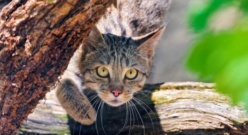 Szenzációs kép: nagyon ritka állatot vett fel a vadkamera a magyar erdőben