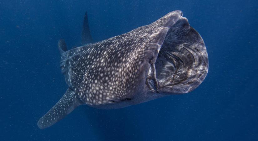 Mindenevő a világ legnagyobb hala, a cetcápa