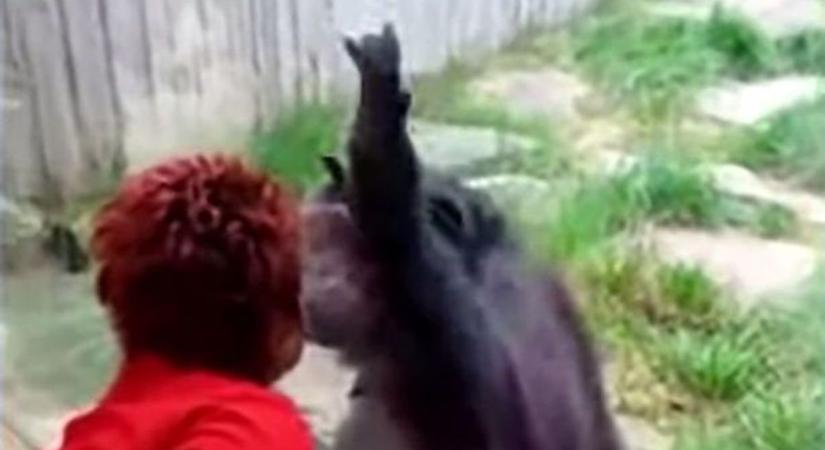 Csimpánzzal bonyolódott szerelmi viszonyba a magányos nő, kitiltották az állatkertből
