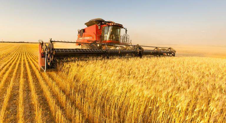 Döbbenetes eredményekkel zárul az aratás Magyarországon: nem sok gazda örülhet