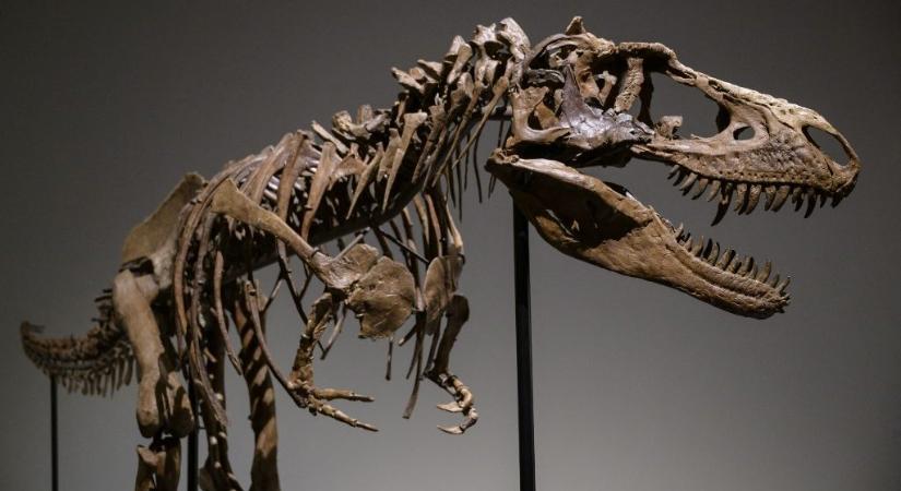 Több mint hatmillió dollárért árvereztek el egy dinoszauruszcsontvázat