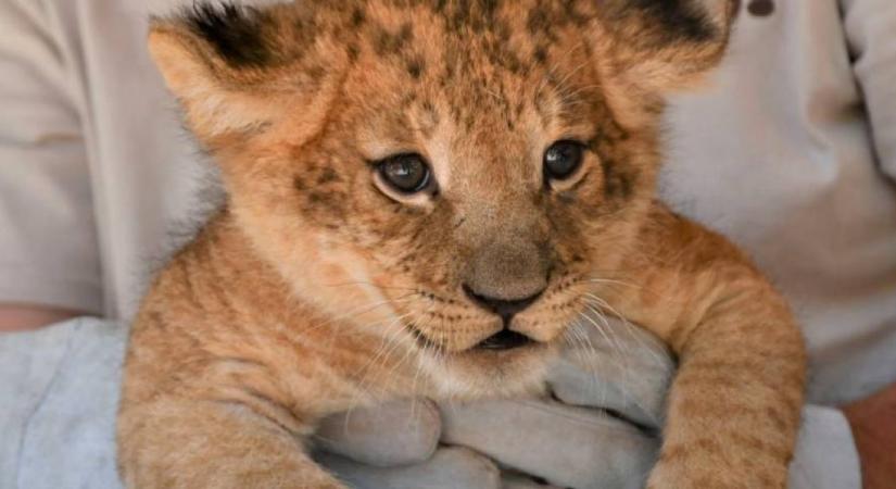 Elképesztően aranyosak a Miskolci Állatkert új lakói – Fotón az oroszlánkölykök