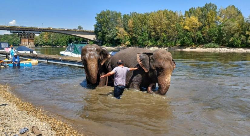 Elefántfürdetés a Vág folyóban – Képekkel