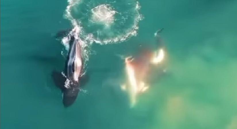Drónvideón, ahogy gyilkos bálnák végeznek egy cápával