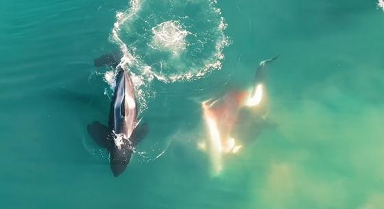 Most már drónvideó is van arról, ahogyan gyilkos bálnák nagy fehér cápát gyilkolnak