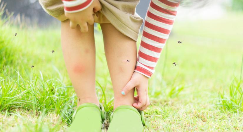 Méhek, darazsak, lódarazsak, kígyók…Hogyan kell megfelelő elsősegélyt nyújtani harapás után?