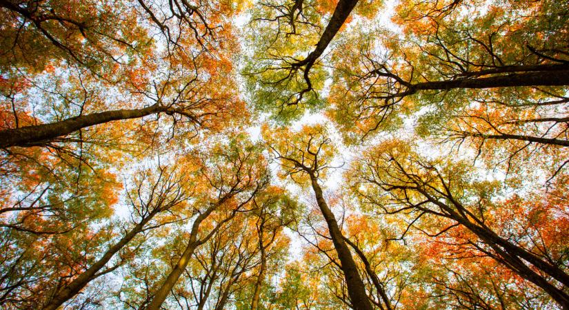 Döbbenetes felvétel: olyan mintha ősz lenne, tömegével hullanak a levelek a Bükkben