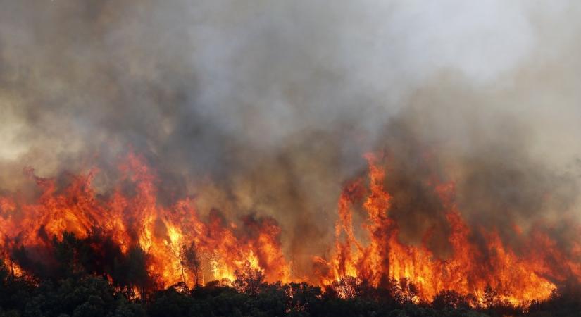 Franciaországban leégett 250 hektár fenyőerdő