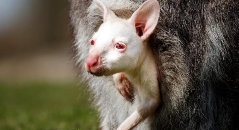 Nem kellett az anyukájának az albínó bébi törpe kenguru, a farm dolgozója fogadta örökbe