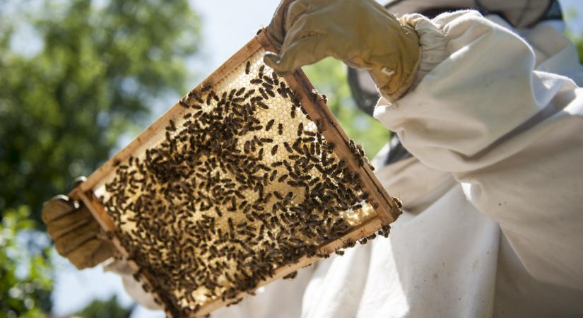 Csapás érte a magyar méhészeket: nem túl fényes a helyzetük