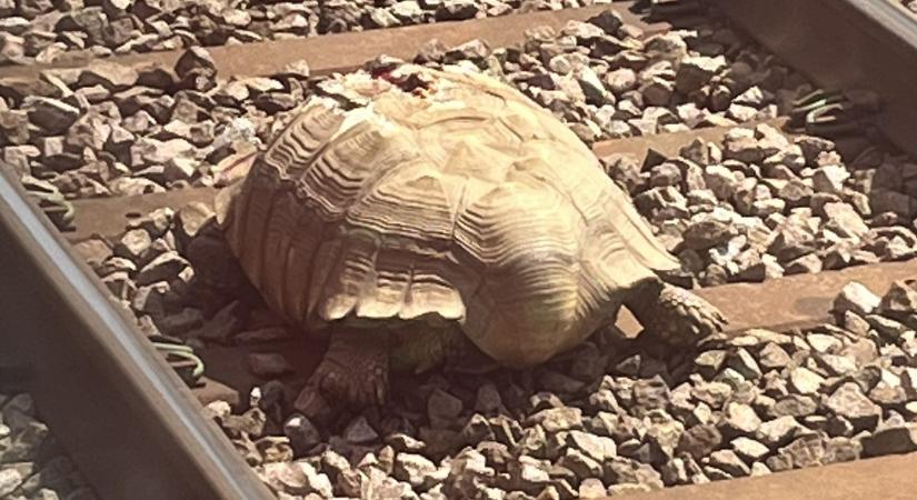 Nem tágított a sínekről egy hatalmas teknős Angliában, vonatjáratokat kellett törölni